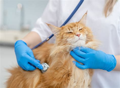 How many vet visits does a cat need? - Vet Help Direct