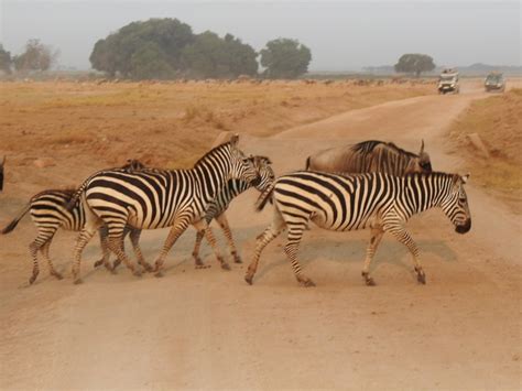 zebra crossing dont hold  breath
