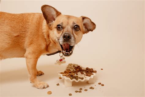 Is Kibble Good for Dogs? A Guide to Choosing Dry Dog Foods - Argos & Artemis