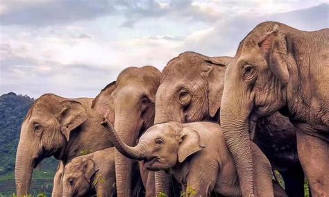 Tackling critical threats facing Asian elephants | Stories – Green Reporter