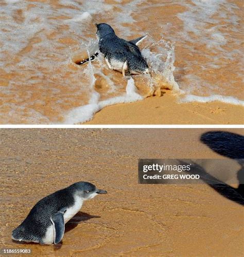 11 Taronga Zoo Release Penguin Stock Photos, High-Res Pictures, and ...