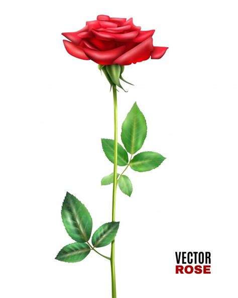 Single Red Rose Drawing | Free download on ClipArtMag