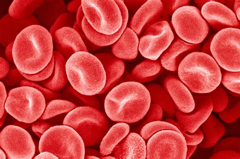 Blood Basics