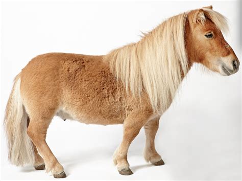 Everything You Need to Know About Mini Horses