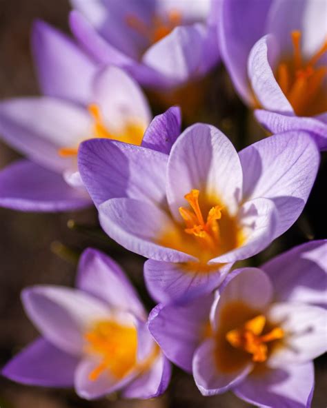 Colourful Winter Plants - Gardener's Journal