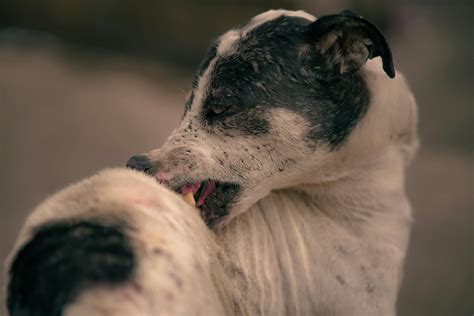 Staffy Dog Hives Allergic Reaction Skin Bump Treatment Guide