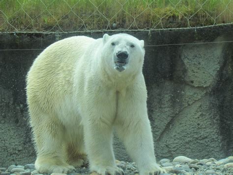 Arctic Tundra - Polar Bear - ZooChat