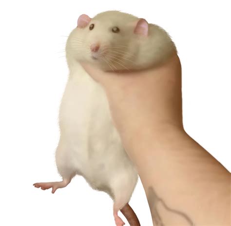 Holding Rat Meme but in HD (Made by a friend) : r/RATS