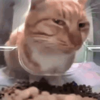 cat cat side eye gif cat cat side eye side eye discover share gifs