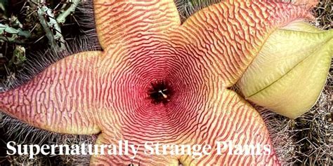 strangest plants   world   give  chills thursd