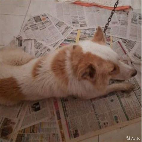 PESICK LOSS Whose? Smart dog to buy in Kirov | Animals and animal ...
