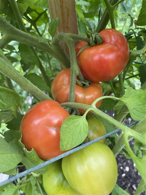 Exploring Bush Tomato Varieties: Delights for Your Garden