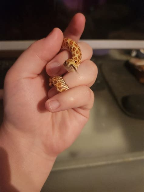 She finally ate! : r/hognosesnakes