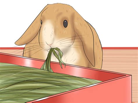 how to tame a rabbit on minecraft 1