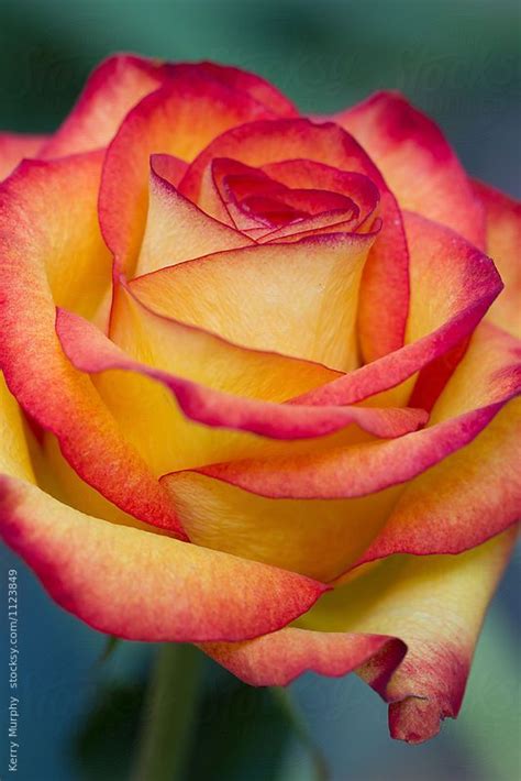 Orange roses – Artofit