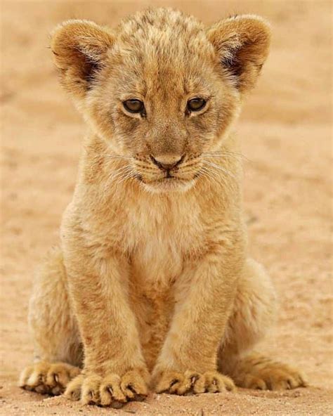 cute lion cubs