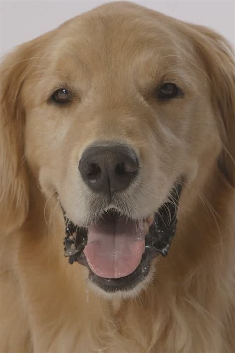 Doggy See, Doggy Do Pictures - Rotten Tomatoes