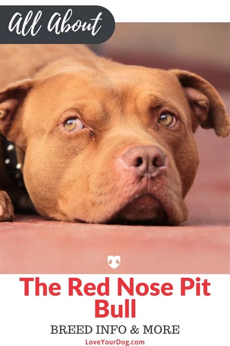 Red Nose Pitbull: Facts, Puppy Prices & Temperament | Red nose pit, Red ...