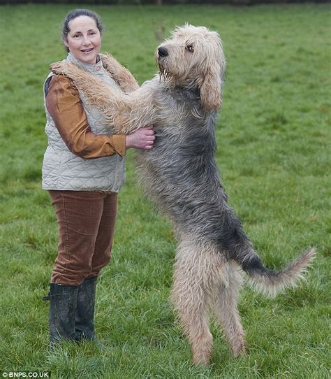 Rarer than the white rhino or giant panda, meet the litter of British ...