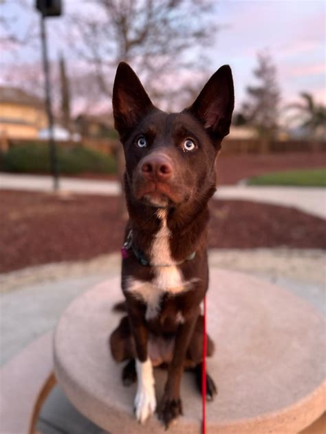 Teach Your Dog to Sit | Good Dog Blog | Dogwise Academy