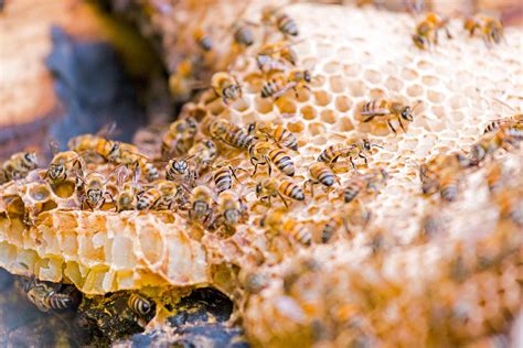 How to Requeen a Honey Bee Hive