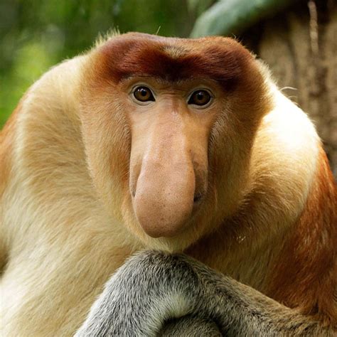 Nose-y Monkeys | Shrey's Passions