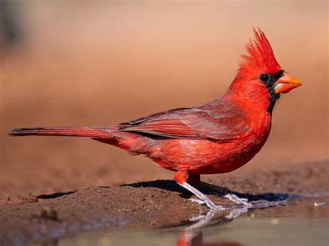 northern cardinal pennsylvania ebird