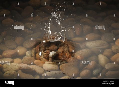 pebble water ripples stock  pebble water ripples stock images