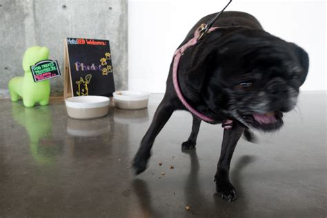 HotelRed: Pet-Friendly Hotel in Madison, WI - Thyme & Love