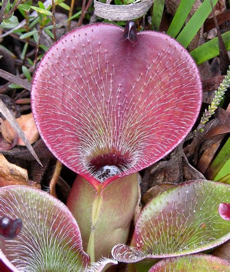 heliamphora   guiana highlands musekautas