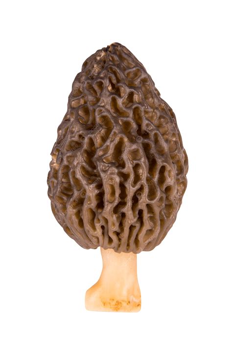 Morel Mushroom Isolated On White Background Sponge Mushroom, Morchella