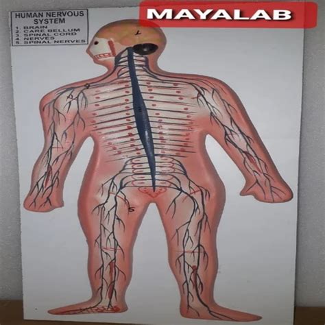 PVC Human Nervous System Model at ₹ 850 in Ambala | ID: 23883575173