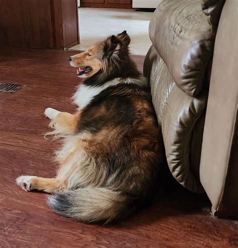 Shetland Sheepdog (Sheltie) Puppies For Sale In Florida