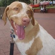 Bogie - American Brittany Rescue