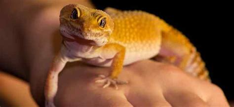How to Take Care of Your Pet Leopard Gecko | Teecycle