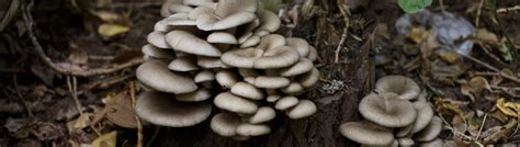 Выращивание вешенки в теплице: можно ли вырастить своими руками в ...