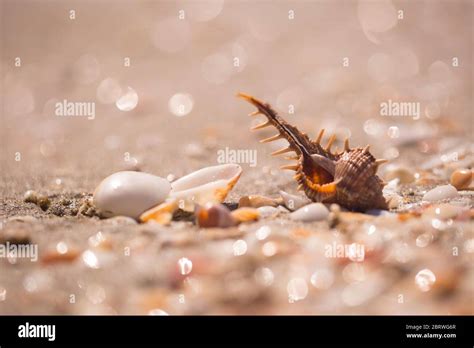 Murex snail hi-res stock photography and images - Alamy