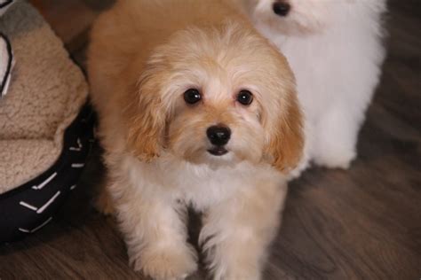 Casper -Male Maltipoo | Family Dog Puppies