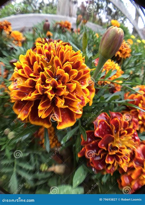Red, Orange, Yellow Flowers. Green Foliage Stock Image - Image of green