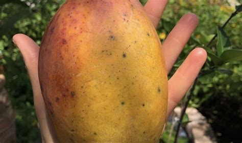 Edward Mango Grow Guide - Tropical Tree Guide