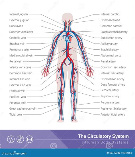 The circulatory system stock vector. Illustration of circulatory - 58712380