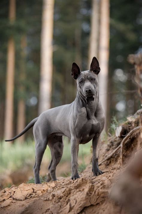 Thai Ridgeback vs Flat-Coated Retriever - Breed Comparison
