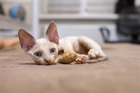 premium photo  small white devon rex kitten lies   couch
