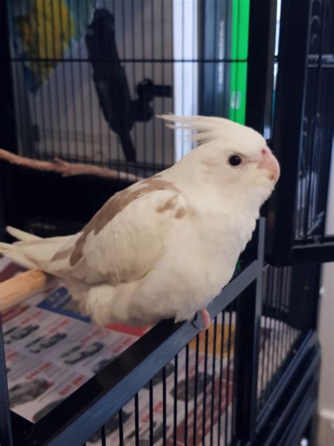 can cockatiel aggressive easily 8