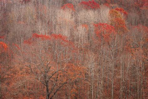 "Stick Season" Images – Browse 7 Stock Photos, Vectors, and Video ...