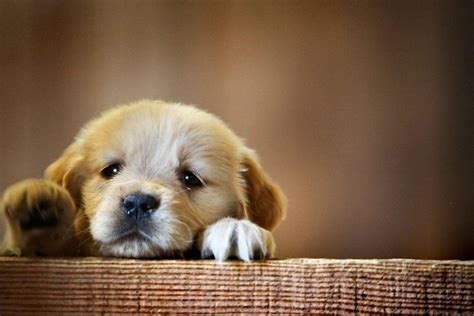 funny puppy wallpapers wallpapertag