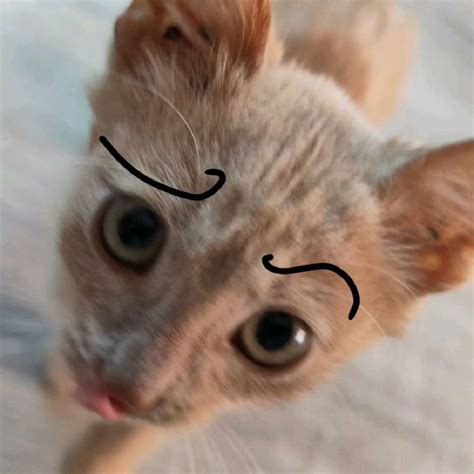 аватарка кот | Memes, Avatar