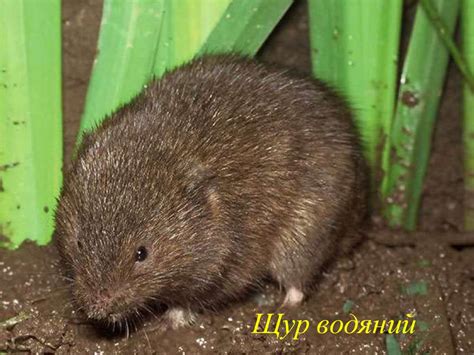 Дикі тварини - online presentation