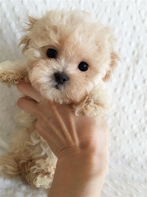 Teacup Maltipoo Puppies