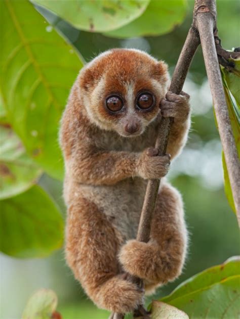 Loris animal – Artofit